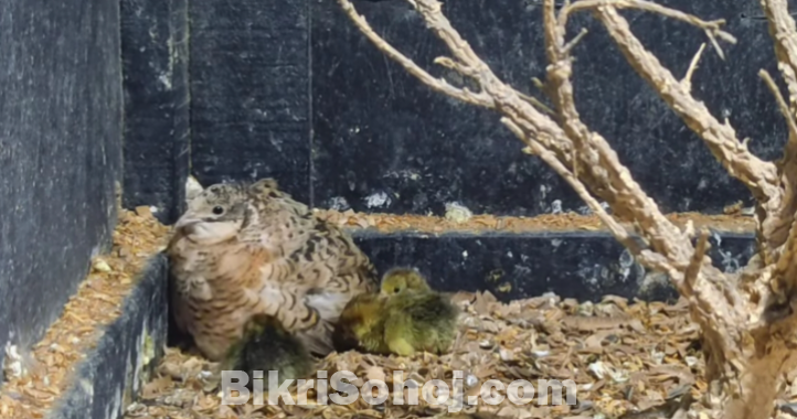 ক্লাসিক কিং কোয়েল পাখির মাস্টার পেয়ার(king quail)